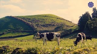 Mundo Marca Açores T2 -  Programa nº 33 -  Associação Agrícola de São Miguel