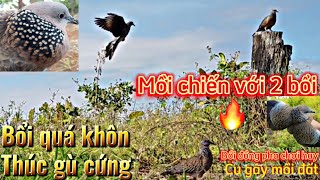 Tiếng chim cu gáy mồi đất đấu, kích bổi/kích mồi cực hay | Cuckoo traps ground bait | CLIP 07