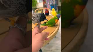 طيور زينه ببغاء 🦜 ببغاوات 🐈‍⬛🦜🐈