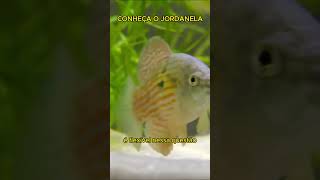 CONHEÇA O PEIXE JORDANELA #shorts #aquarismo  #aquarium #fish #peixesornamentais