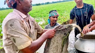 গ্রামের বিলে বানা বের বড় বড় শোল,শিং,কৈও ভেটকি মাছ ধরার সুন্দর ভিডিও (new village fishing video 2024)