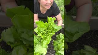 Mama pig garden | amazing huge lettuce