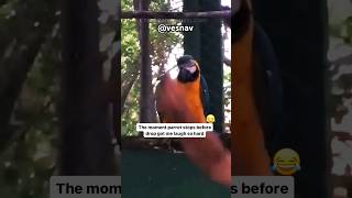 Dance Like 🦜  #birds #funny #rave #shortsviral #shortsvideo #shortsfeed