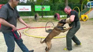 Loupa - Female Belgian Malinois training May 2016