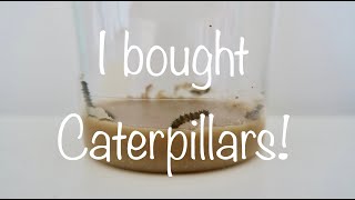 I Bought Caterpillars! Painted Lady Butterfly (Vanessa cardui)