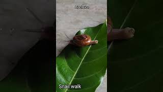 Snail walk #shorts