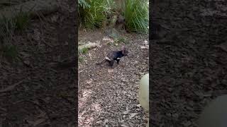 Tasmania Devil at Currumbin Wildlife Sanctuary #wildlife #explore #new #rohitrinnie #shorts