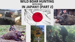 Wild Boar Hunting with Dogs in JAPAN! (Part 2)