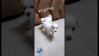 Just fighting 😆😆 #shorts#short#pets#oggy#ollie#puppy#pomeranian#whitepuppy#cute#funny#pets#fighting