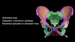 Анатомия таза. Строение, плоскости, размеры. Акушерство и гинекология