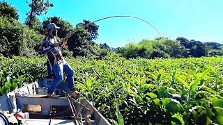 SI CONTAR NINGUÉM ACREDITA QUE FOI TÃO RAPIDO ASSIM , PESCARIA DE TRAÍRA COM VARA DE BAMBU.