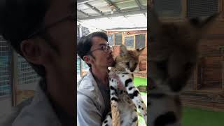 Keseruan Mereka Kalau Digabung || SERVAL #kucingsultan #caracal #serval #jamsembilan #kucinglucu