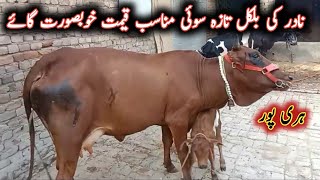 Beautiful Milking Cow For Sale By Nadir From Haripur || My Life Channel