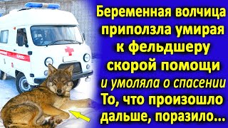 Беременная волчица приползла к скорой помощи и умоляла о спасении. А когда фельдшер подошла к ней...