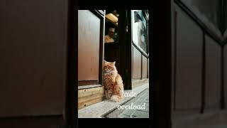 Kucing Omooo Gemesh Banget #short #kucinglucu #kucing #kucingimut #cutecat