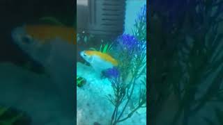 Fish in aquarium 💓🎉🥰🥰