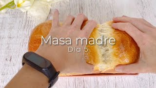 Cómo hacer masa madre en casa: Día 5