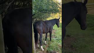 Horse #farm #horse #farming