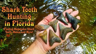 Shark Tooth Hunting in a Florida Creek for Fossil Megalodon, Mako & Snaggletooth Shark Teeth