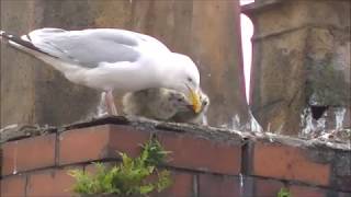 Herring Gull Nests 2019