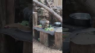 Healty lunch for everybody #monkey #zoo #wrocław #feeding #vacation #trip #poland #holiday