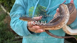 Cleo’s Kingdom Snake Profile: Kaiju (and offspring)