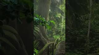 Beautiful raining in forest #shorts #viral