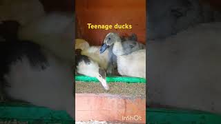 Young ducklings