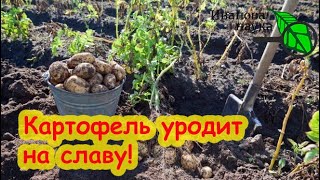 ПОДГОТОВЬТЕ УЧАСТОК ДЛЯ ПОСАДКИ КАРТОФЕЛЯ. Оздоровление картофельных полей. Картофель не будет гнить