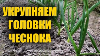 Об этой подкормке чеснока вам никогда не расскажут. Полейте так чеснок весной