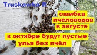 #Пчёлы. Подготовка улья для работы матки и пчёл в жарком августе. Предупреждаем слёты.