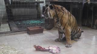 Naturzoo Rheine - Sumatra Tiger