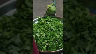 #parrot #parrotlover