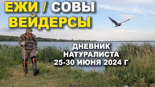 Ежи, Совы, Болотные сапоги. Дневник натуралиста. Июнь 2024