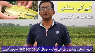 مکئ میں تنے کی سنڈی Corn Stem Borer