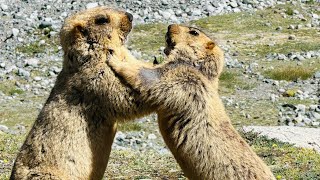 Adorable Himalayan Marmots Play Fighting!