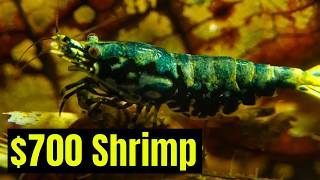 How to Breed Thousands of Dollars’ Worth of Expensive Caridina Bee Shrimp with Ramon Swart