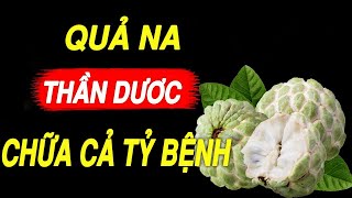 Chuyện gì xảy ra nếu Ăn QUẢ NA mỗi ngày ??NHỮNG TÁC DỤNG TUYỆT VỜI CỦA QUẢ NA VỚI SỨC KHỎE/THẦN DƯỢC