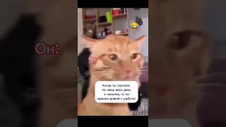 сильно скучала без него #cat #shorts