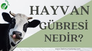 HAYVAN GÜBRESİ NEDİR? NASIL KULLANILIR? YANMIŞ HAYVAN GÜBRESİ NASIL YAPILIR? NE ZAMAN UYGULANIR?