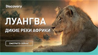 Луангва | Дикие реки Африки | Discovery