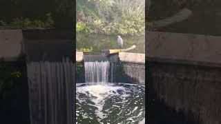 #greyheron