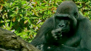 Orangutans and Gorillas inside the Great Apes House | #Zoo #Zürich