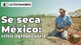 Se seca México: crisis agropecuaria | #LosTíosFinancieros