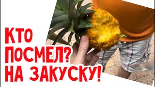 Кто СОЖРАЛ наш ананас??? #натальяфальконе #сша #usa