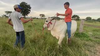 ENSINANDO RÉDEAS PARA O BEZERRO NELORE