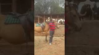 Horse rider throws a jab at DP Ruto, mercilessly and fearlessly... watch