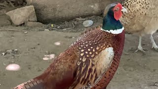 Ring Necked Pheasant on breeding Male and Female #shorts #pheasant P-4