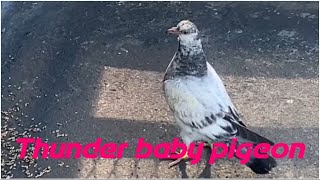 Baby pigeon learning how to fly