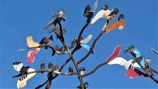 Rock Pigeon - Adult and Juvenile - Courtship Behavior, Preening, Flight